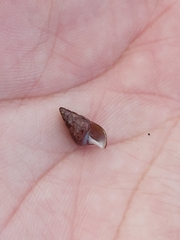 Phasianotrochus eximius