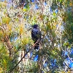 Corvus coronoides