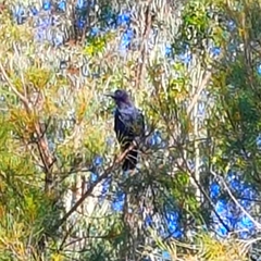 Corvus coronoides