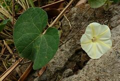 Ipomoea obscura