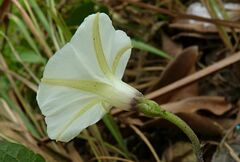 Ipomoea obscura