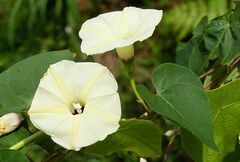 Ipomoea obscura