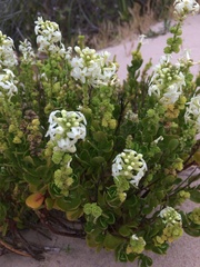 Stackhousia spathulata