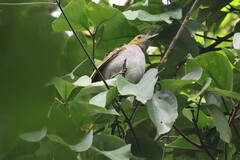 Nicator chloris