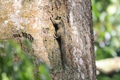 Paraxerus alexandri
