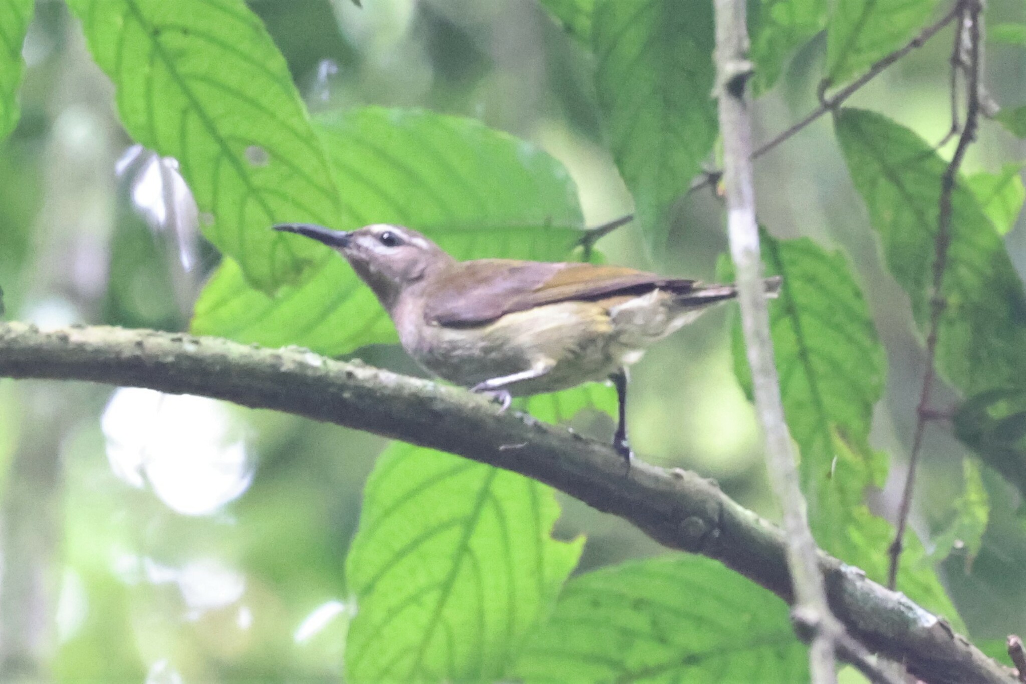 Blue-throated Brown Sunbird (Cyanomitra cyanolaema), photo 6