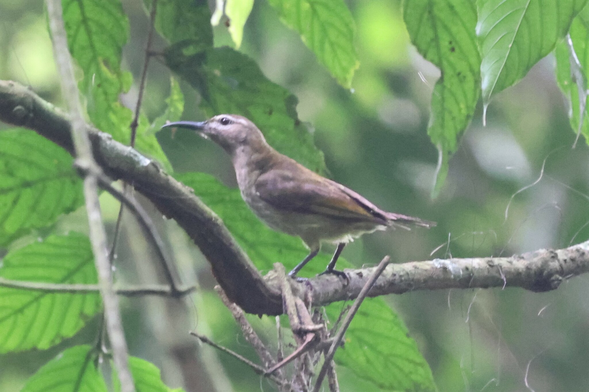 Blue-throated Brown Sunbird (Cyanomitra cyanolaema), photo 7