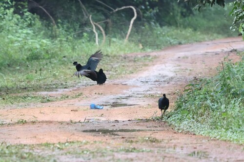 Western Crested Guineafowl (Guttera verreauxi), photo 6