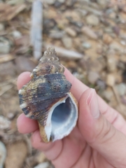 Ranella australasia
