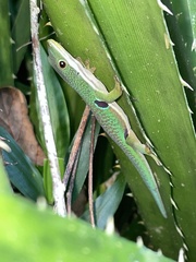 Phelsuma quadriocellata