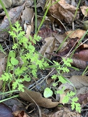 Eucrypta chrysanthemifolia