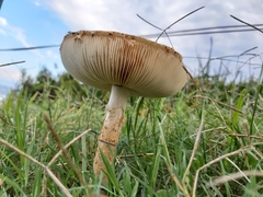 Saproamanita