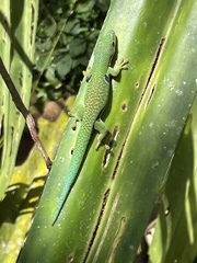 Phelsuma quadriocellata