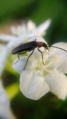 Cnidoscolus multilobus