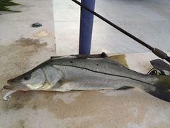 Centropomus undecimalis