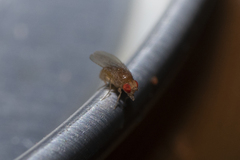 Drosophilidae