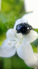 Cnidoscolus multilobus