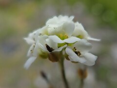 Draba cinerea
