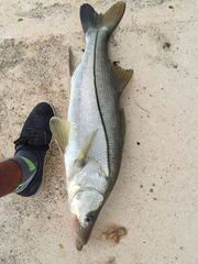 Centropomus undecimalis