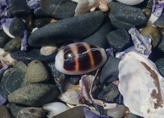 Palmadusta asellus