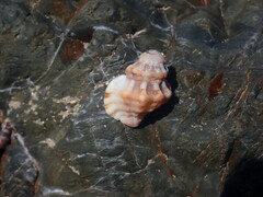 Turritriton labiosus