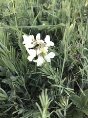 Lathyrus pallescens