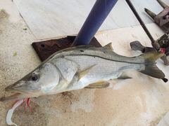 Centropomus undecimalis