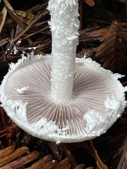 Stropharia ambigua