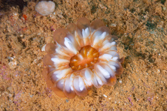 Cynarina lacrymalis