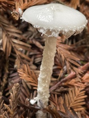 Stropharia ambigua