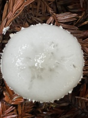 Stropharia ambigua