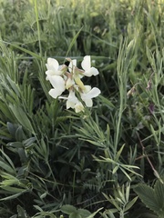 Lathyrus pallescens
