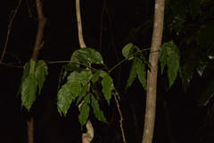 Archidendron grandiflorum