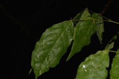 Archidendron grandiflorum