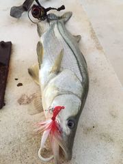 Centropomus undecimalis