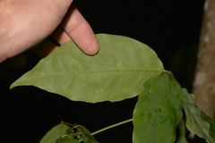 Archidendron grandiflorum