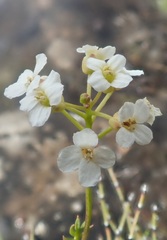 Cardamine digitata