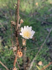 Malacothrix saxatilis