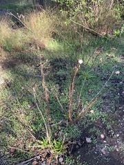 Malacothrix saxatilis