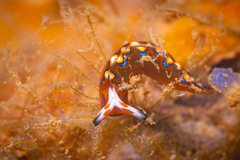 Thuridilla multimarginata