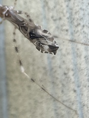 Stenolemus fraterculus