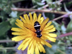 Dasysyrphus tricinctus