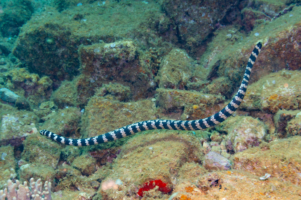 Turtle-headed Sea Snake From Basse Caledonienne On December 11, 2022 At 