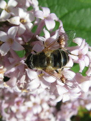 Eristalis picea