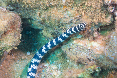 Emydocephalus annulatus