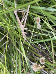 Zaprochilus australis