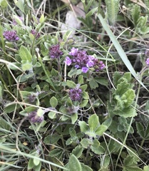 Thymus serpyllum serpyllum