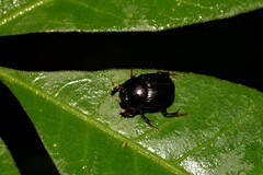 Onthophagus neostenocerus