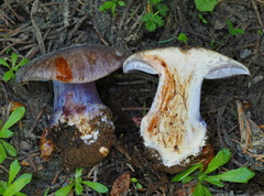 Cortinarius subolivascens