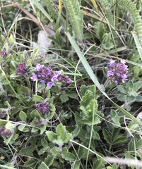Thymus serpyllum serpyllum